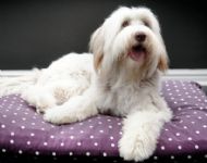 SUPERSTAR MODEL ALFIE